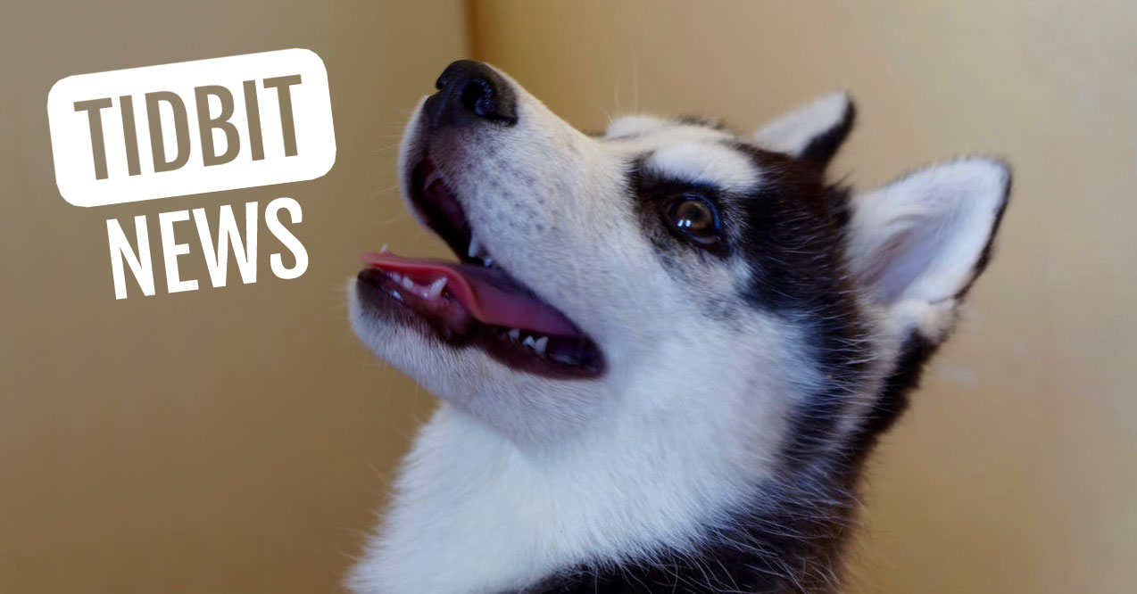 Lost Siberian Husky Identified By Talent To Sing
