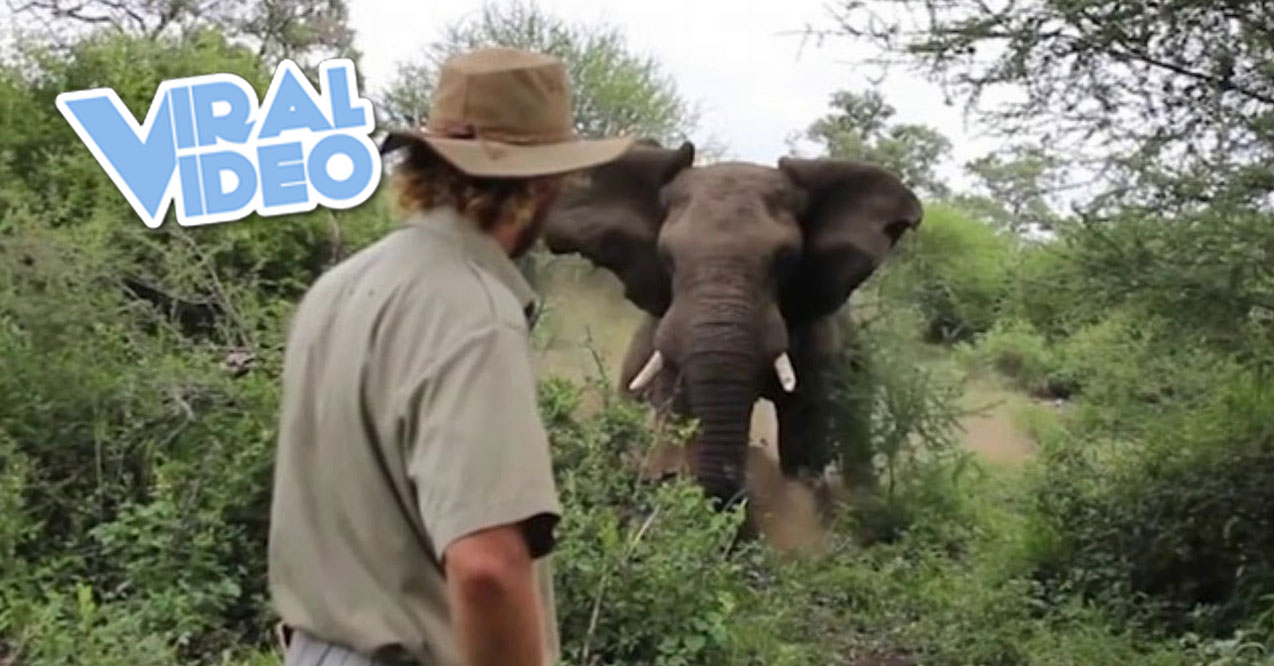 Viral Video: Man Halts Charging Elephant