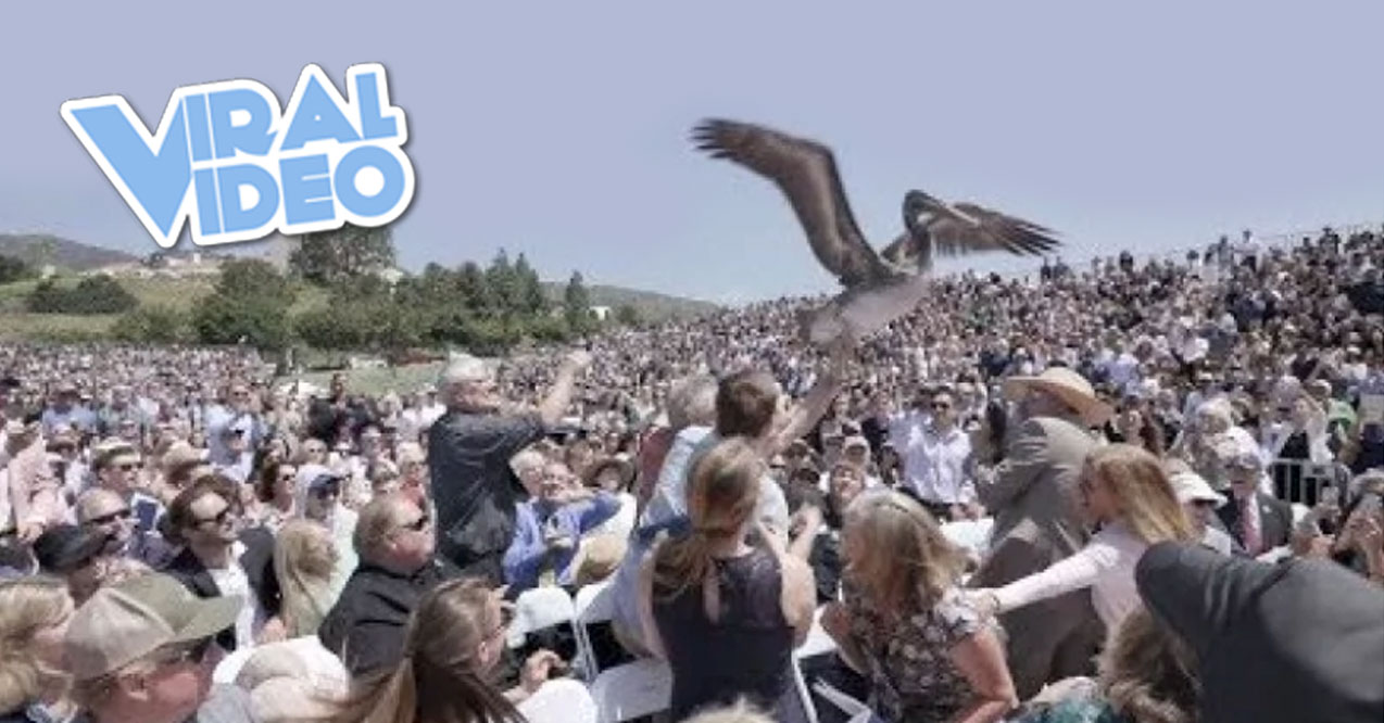 Viral Video: Pelicans Crash Graduation