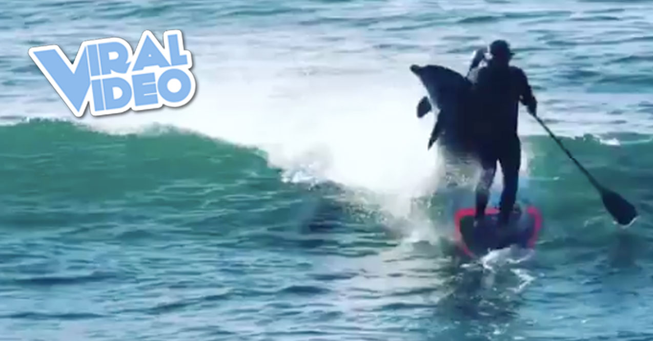 Viral Video: Dolphin Body-Slams Paddleboarder