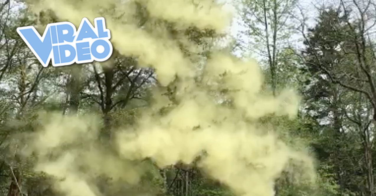Viral Video: Pollen Bomb
