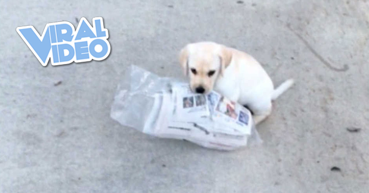 Viral Video: Puppy Struggles To Carry Newspaper