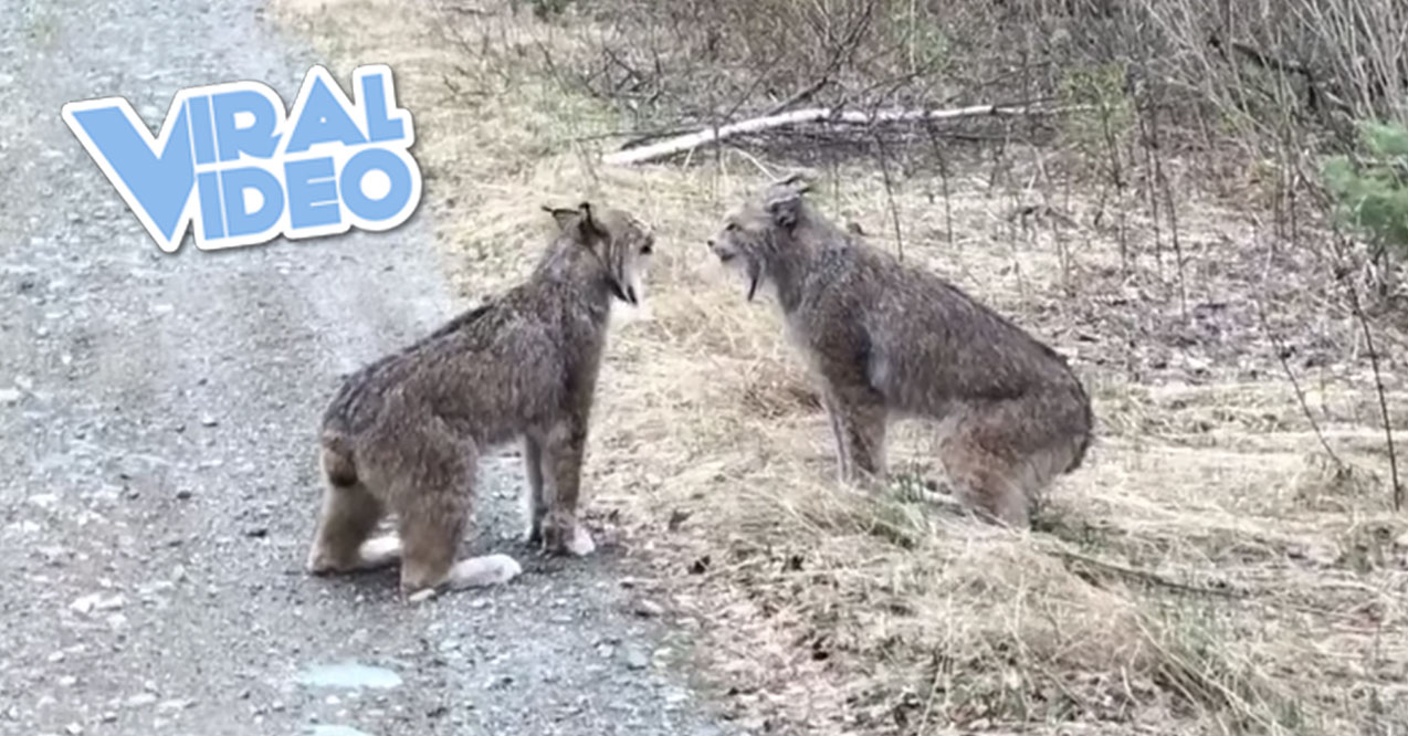 Viral Video: Two Lynxes Have Intense Conversation