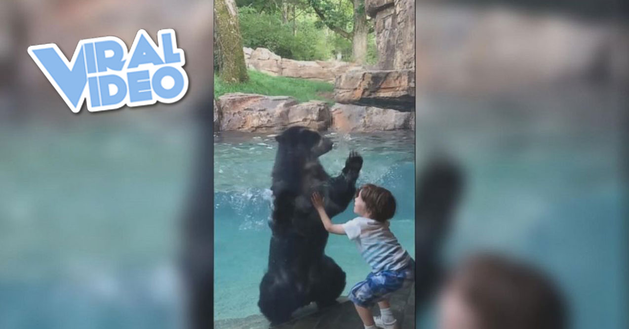 Viral Video: Bear & Kid Jump Together