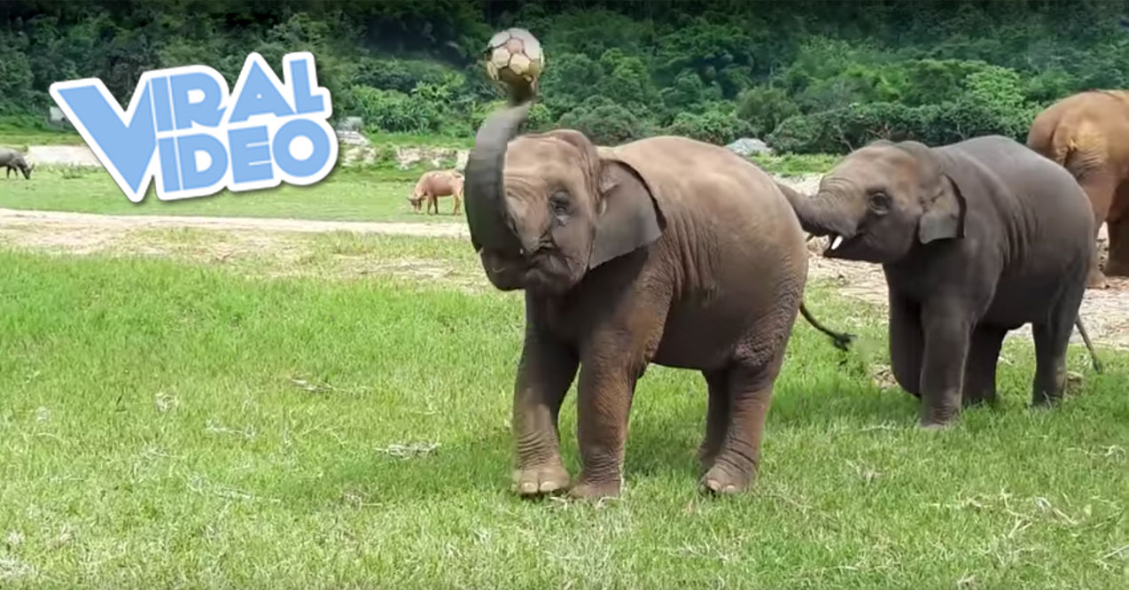 Viral Video: Baby Elephant Has World Cup Fever