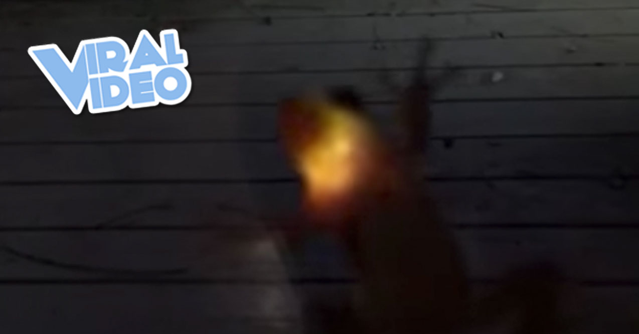 Viral Video: Frog Lights Up After Firefly Meal