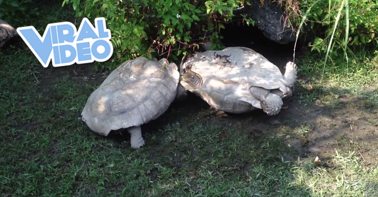Viral Video: Tortoise Helps Out Overturned Friend