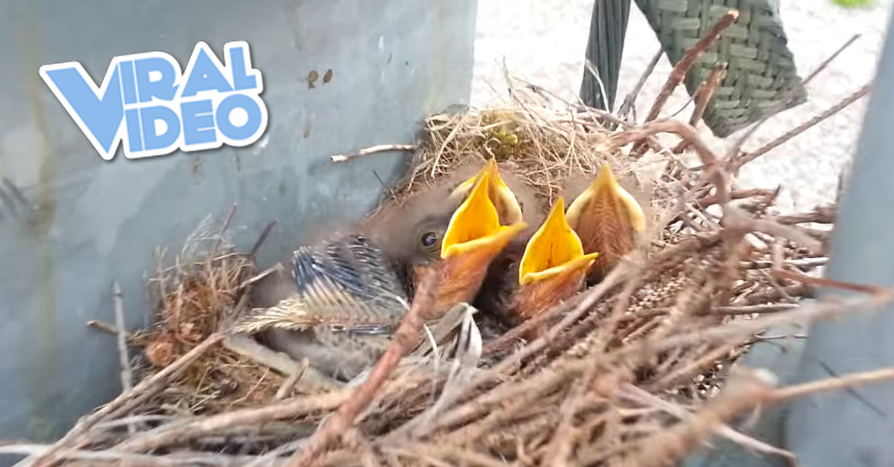 Viral Video: Baby Birds Sing Led Zeppelin’s “Immigrant Song”