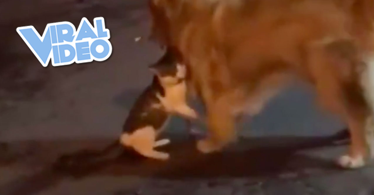 Viral Video: A Dog Stops A Cat Fight From Happening