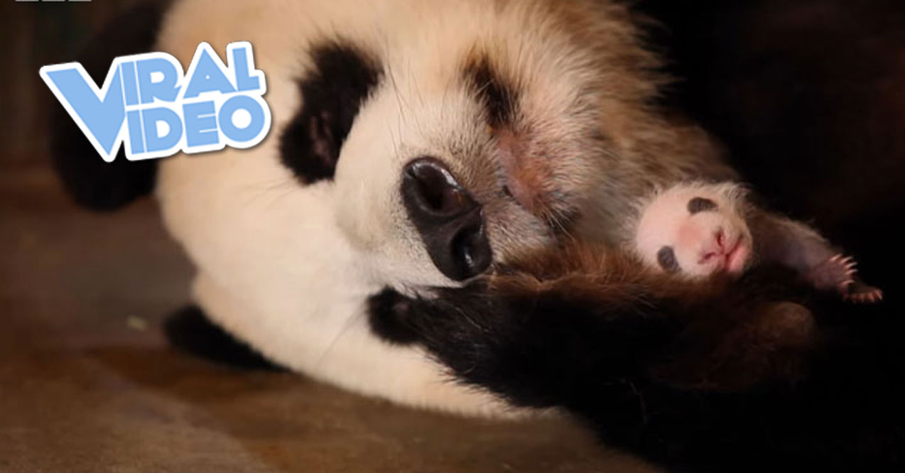 Viral Video: Panda Doesn’t Realise She’s Had Twins!