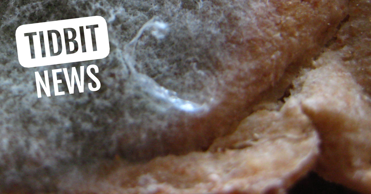 Never Eat The ‘Clean’ Part Of Moldy Bread