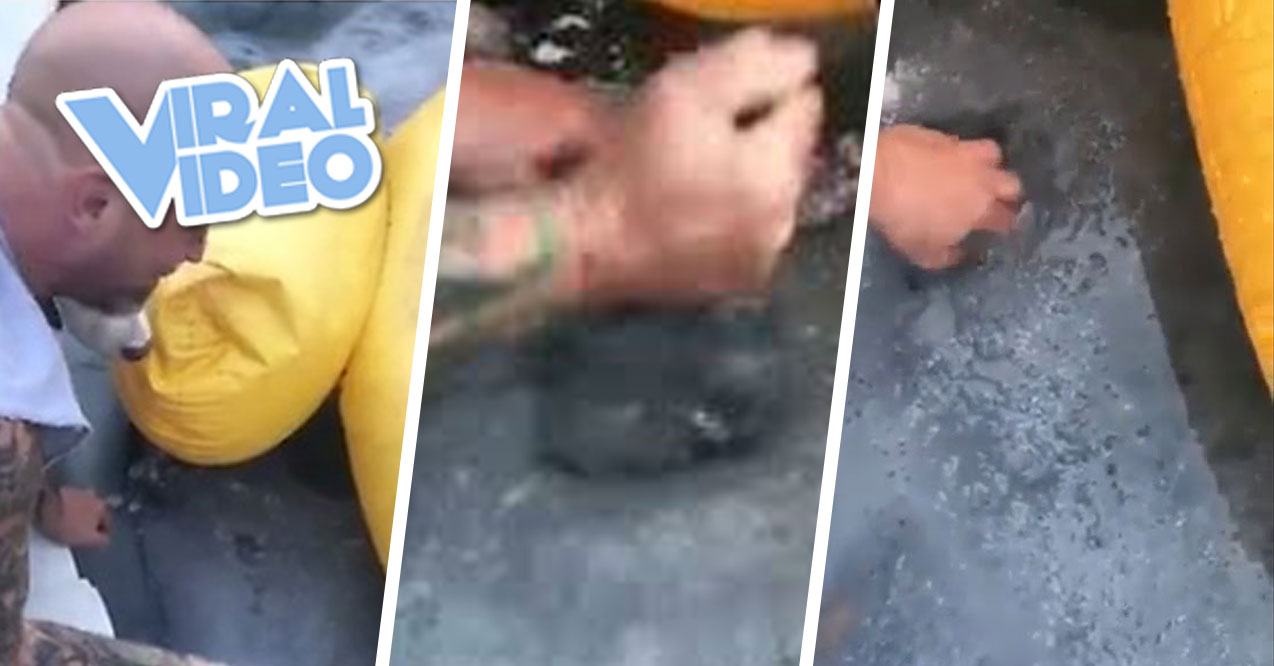 Viral Video: Guy Notices Something In His Frozen Pool