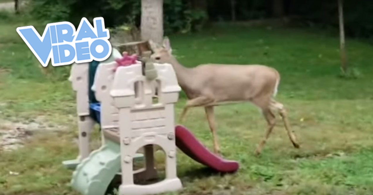 Viral Video: Deer Performs Drum Fill In Phil Collins’ ‘In the Air Tonight’