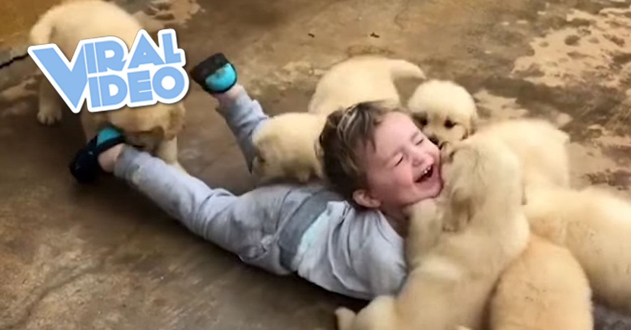 Viral Video: Puppy Pounces!