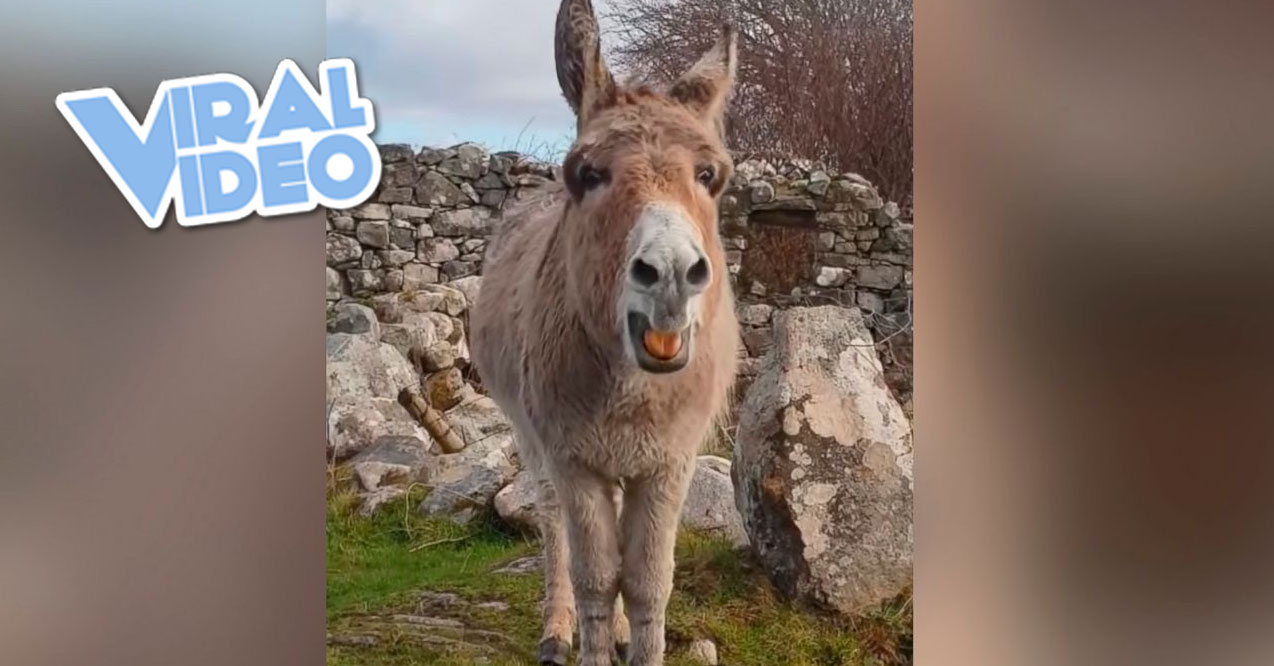 Viral Video: Harriet The Opera Donkey