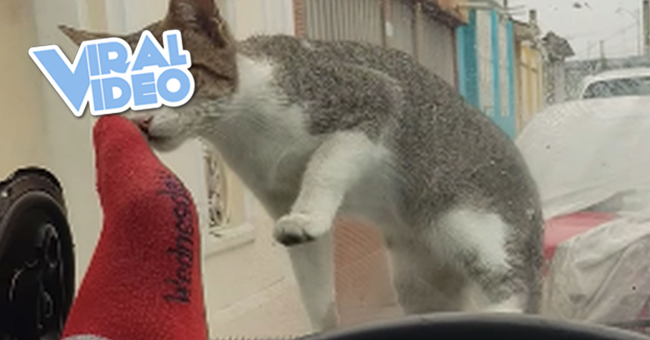 Viral Video: Man Scares Cat, Instant Karma Ensues