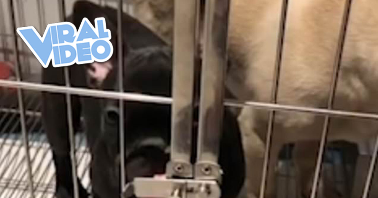 Viral Video: Clever French Bulldog Uses TONGUE To Open Cage