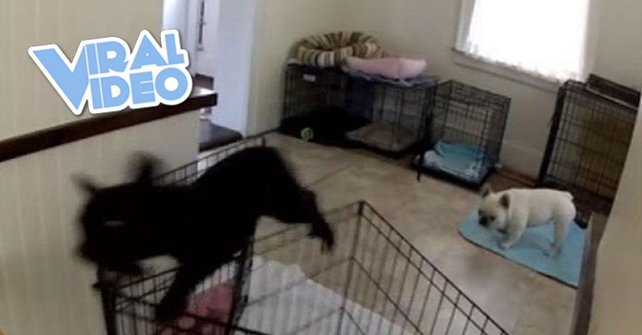 Viral Video: Frenchie Makes Dramatic Escape