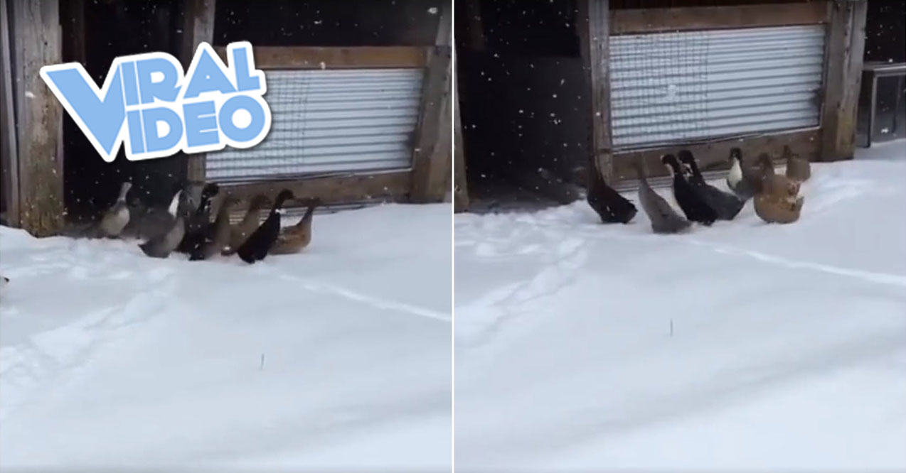 Viral Video: Ducks Unimpressed With First Taste Of Snow