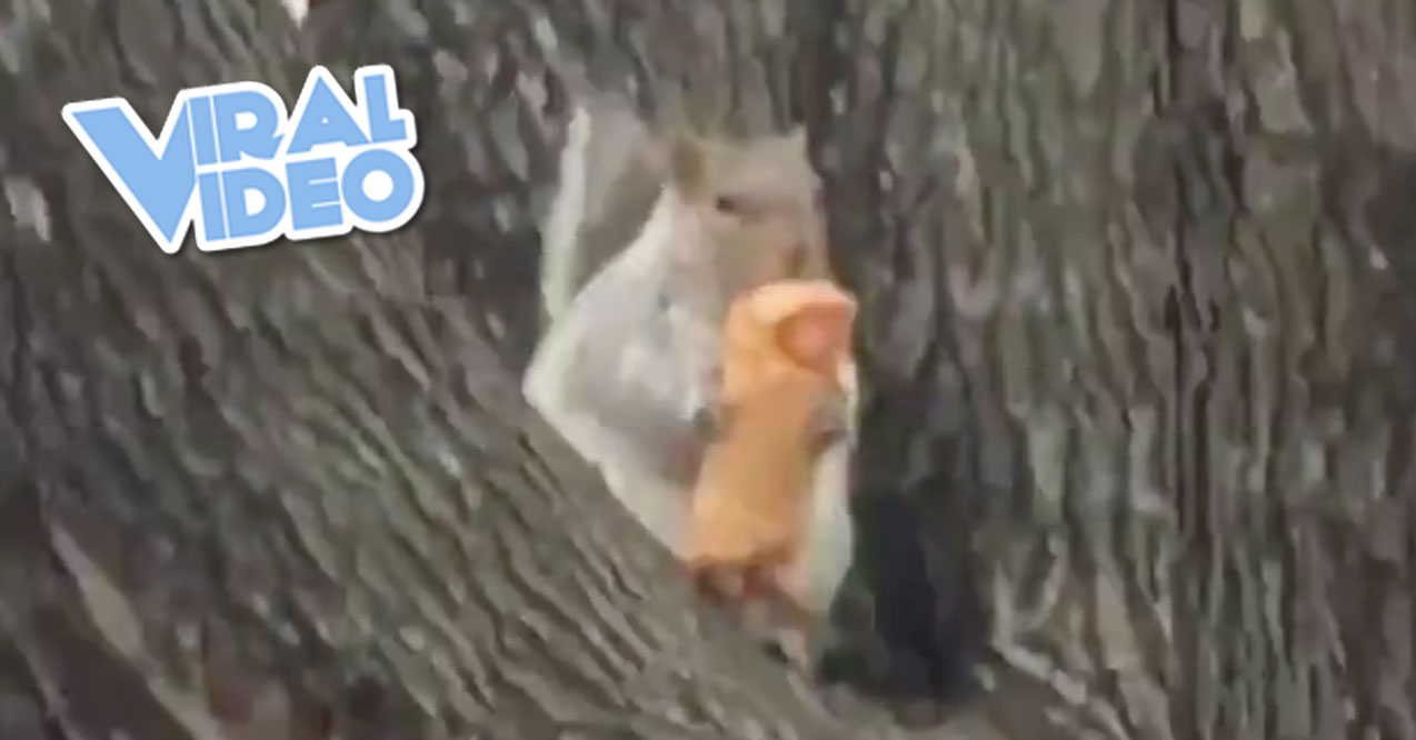 Viral Video: A Squirrel Sitting in a Tree Eating an Egg Roll