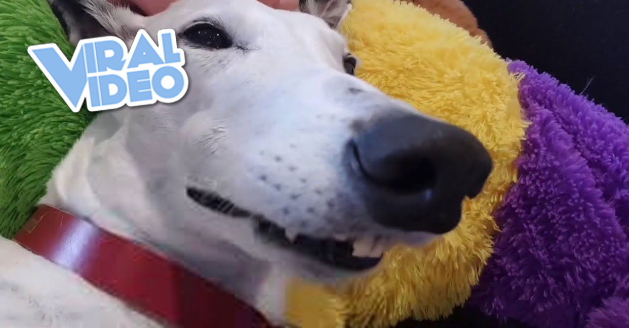 Viral Video: Happy Hound Can’t Contain Her Excitement