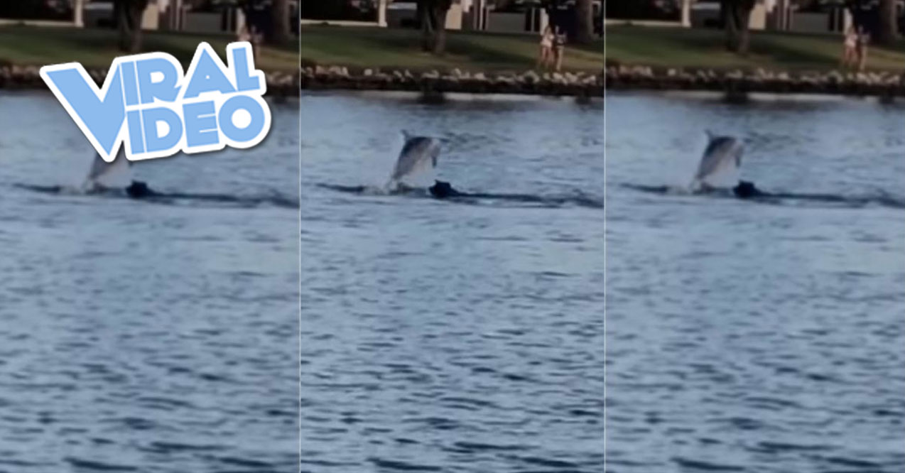 Viral Video: Dog & Dolphin Swim Together