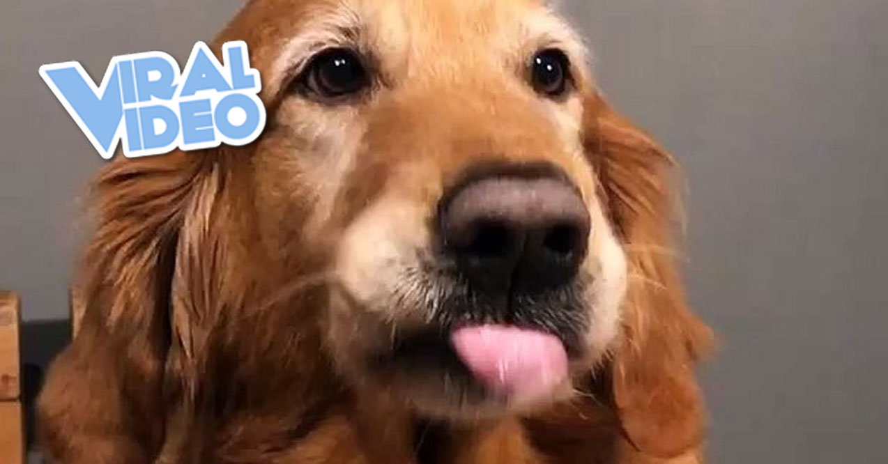 Viral Video: A Dog That Knows How to Smile