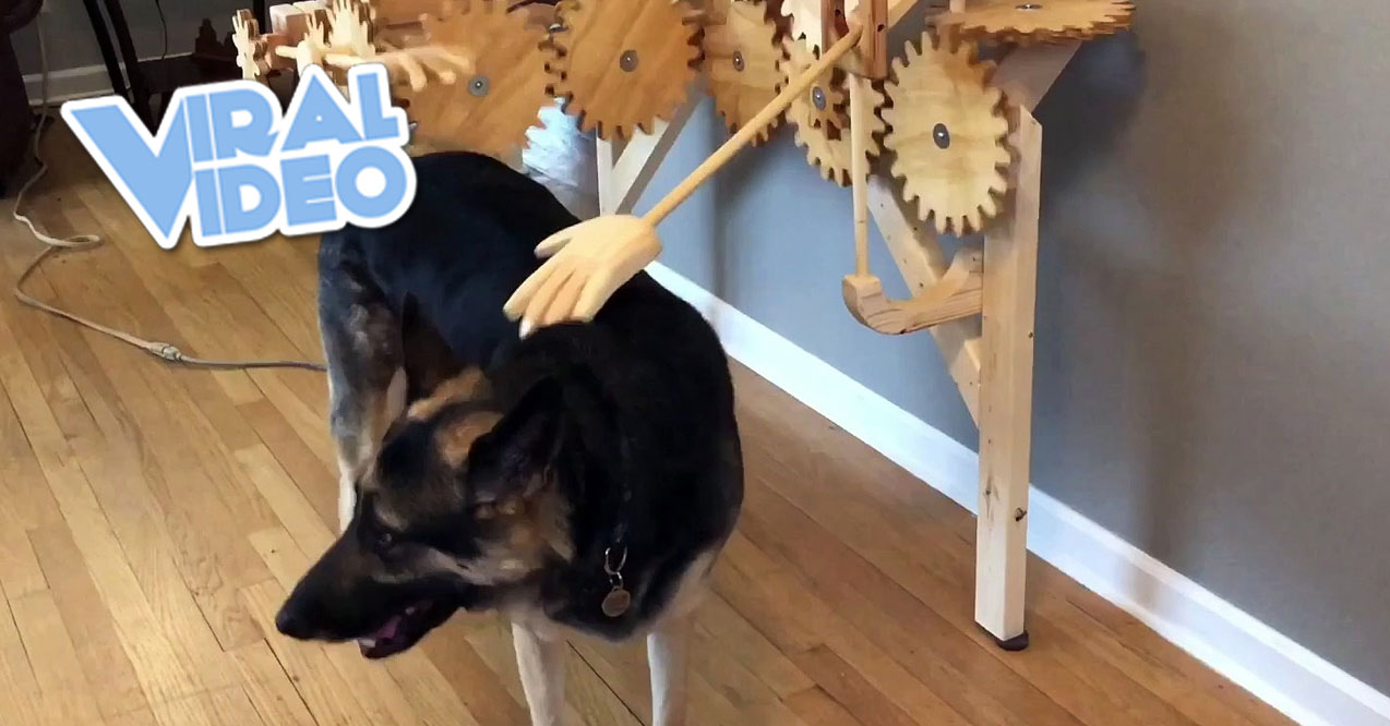 Viral Video: Automatic Dog Petter