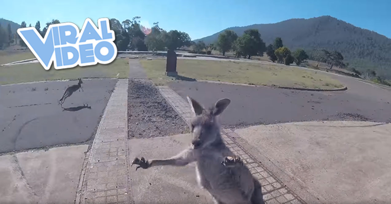 Viral Video: Curious Kangaroo Charges Paraglider
