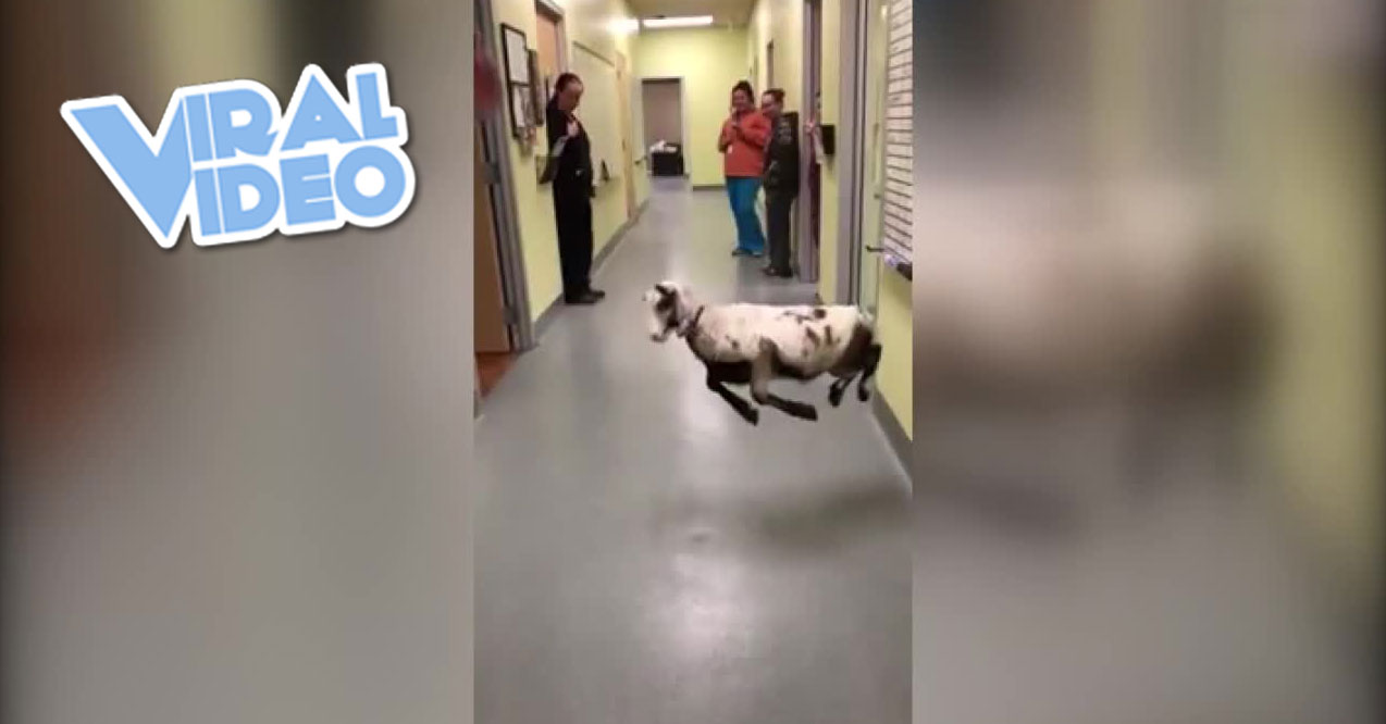 Viral Video: Ursula The Dancing Lamb