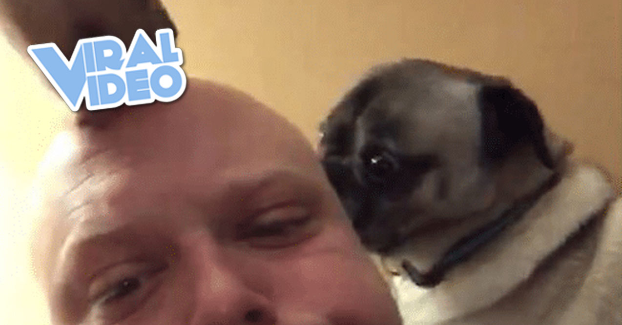 Viral Video: Two Dogs Can’t Stop Licking a Bald Guy’s Head