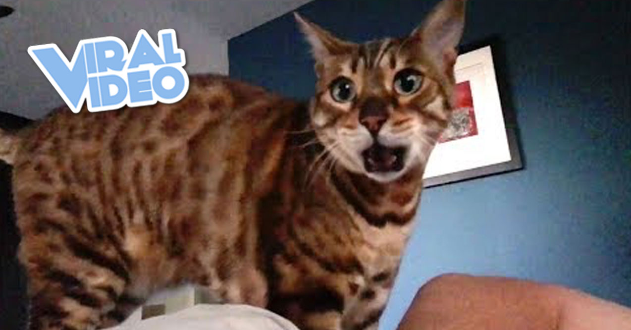 Viral Video: Cats React To Autotuned Cat