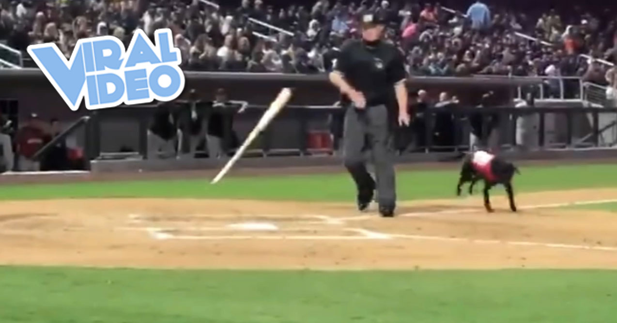 Viral Video: Umpire Booed After Taking Bat From Dog