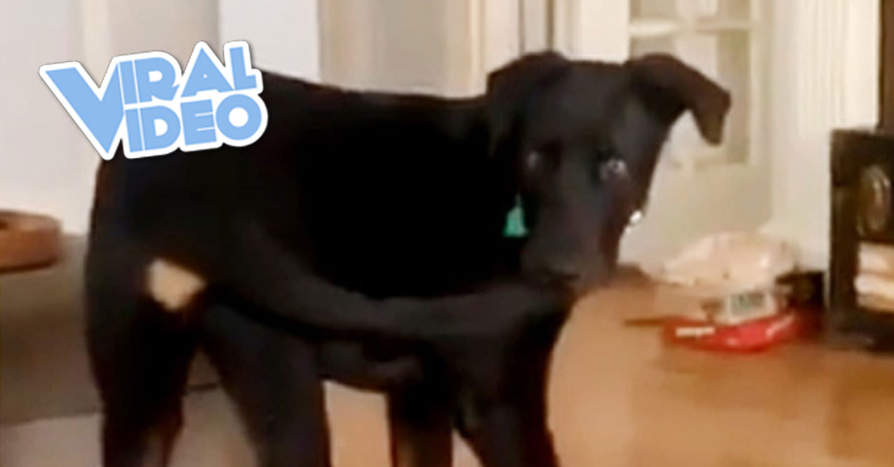 Viral Video: A Dog Finally Catches Its Own Tail
