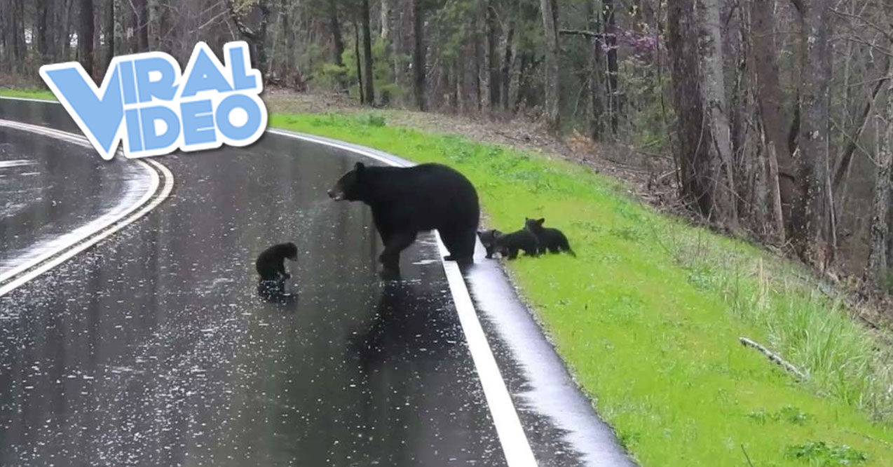 Viral Video: Momma Bear Encourages Spring Cubs to Cross the Road