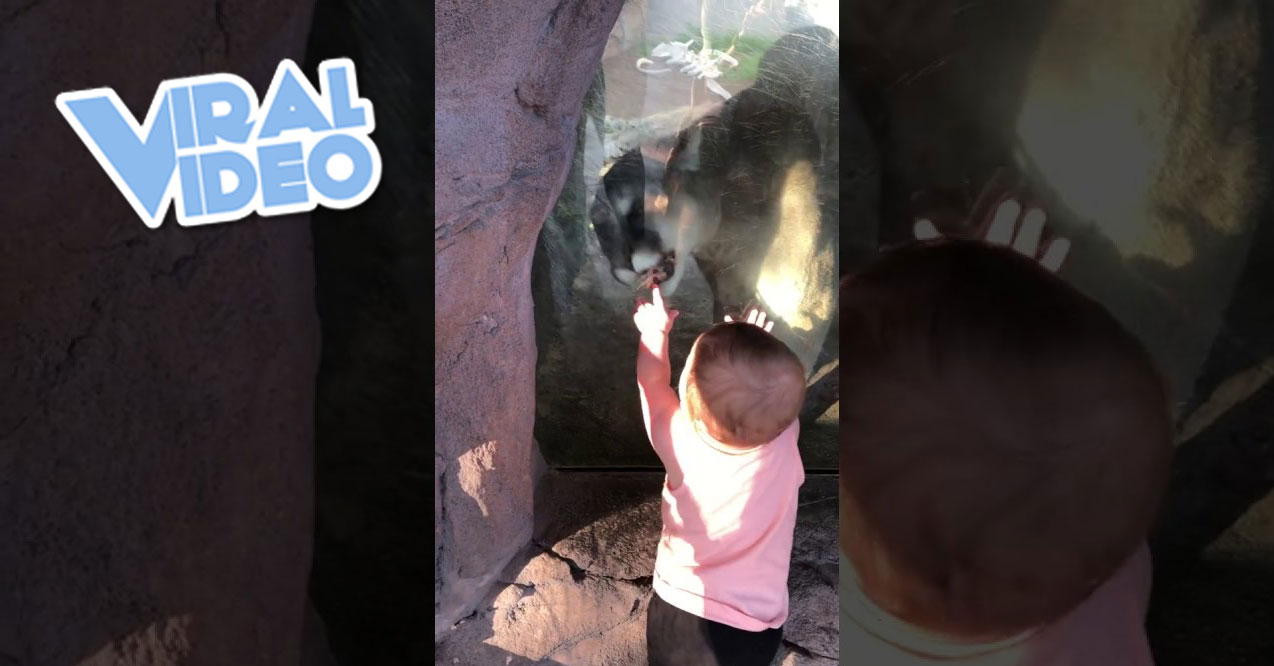 Viral Video: Fearless Baby Faces Mountain Lion