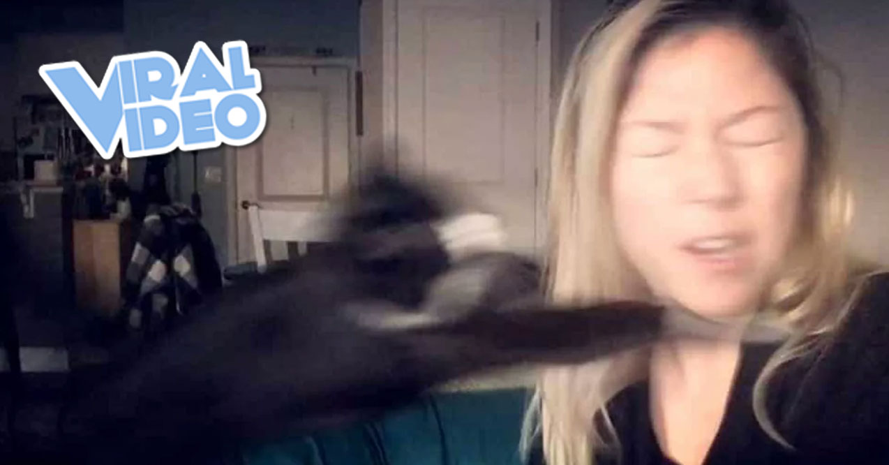 Viral Video: Cat Hates Owner Singing!!!