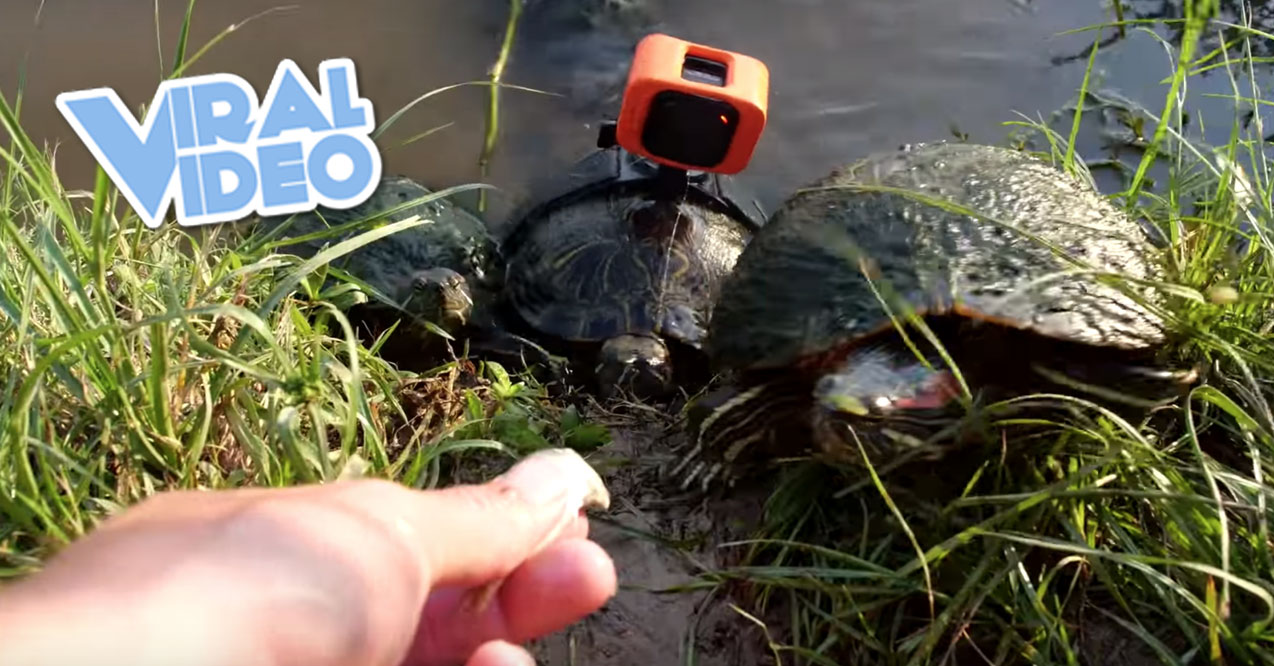 Viral Video: I Strapped A GoPro On A Turtle