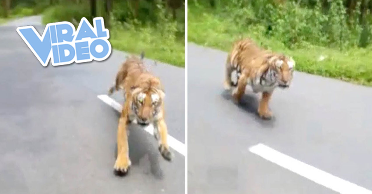 Viral Video: Tiger Runs Out of the Woods to Chase Motorcycle