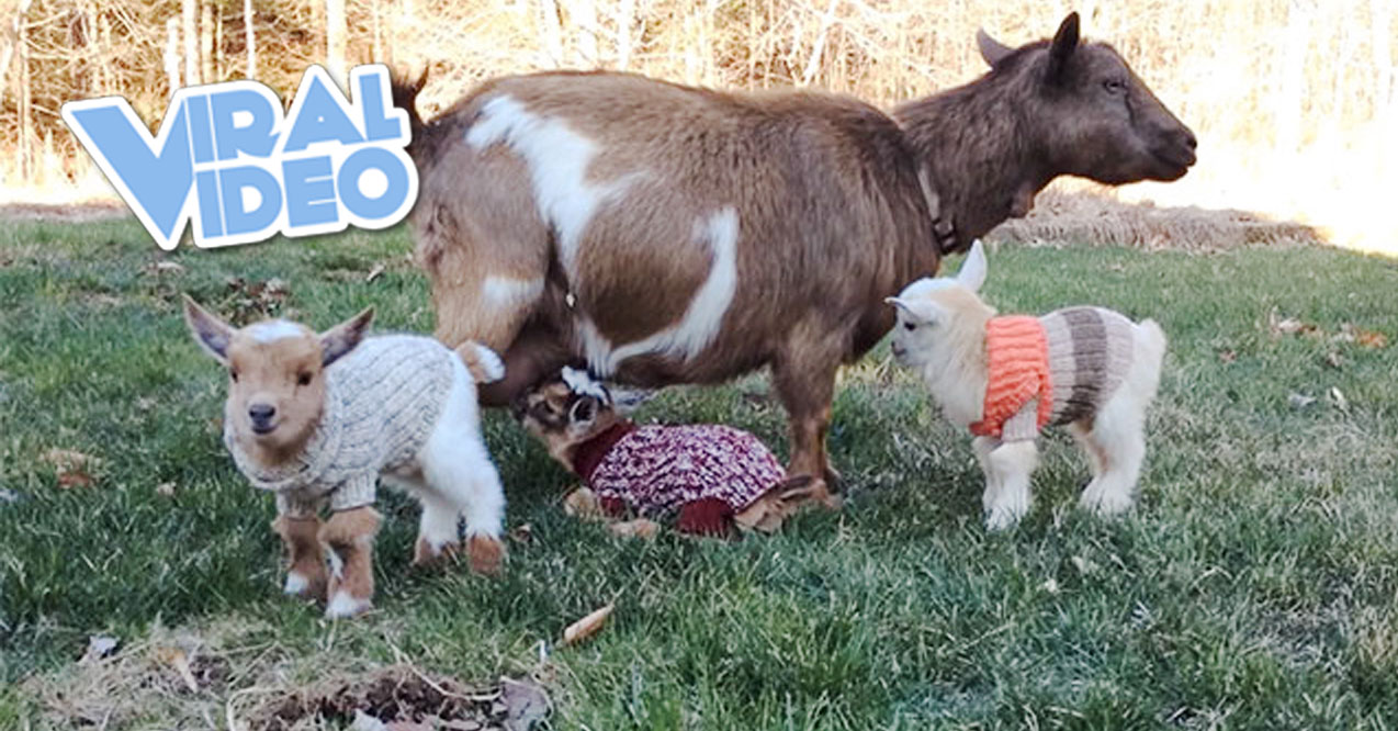 Viral Video: Goat Triplets in Sweaters
