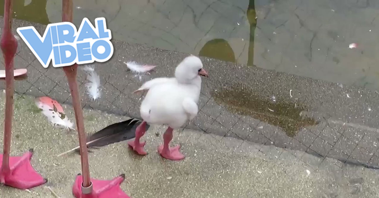 Viral Video: Baby Flamingo Learning To Stand On One Leg