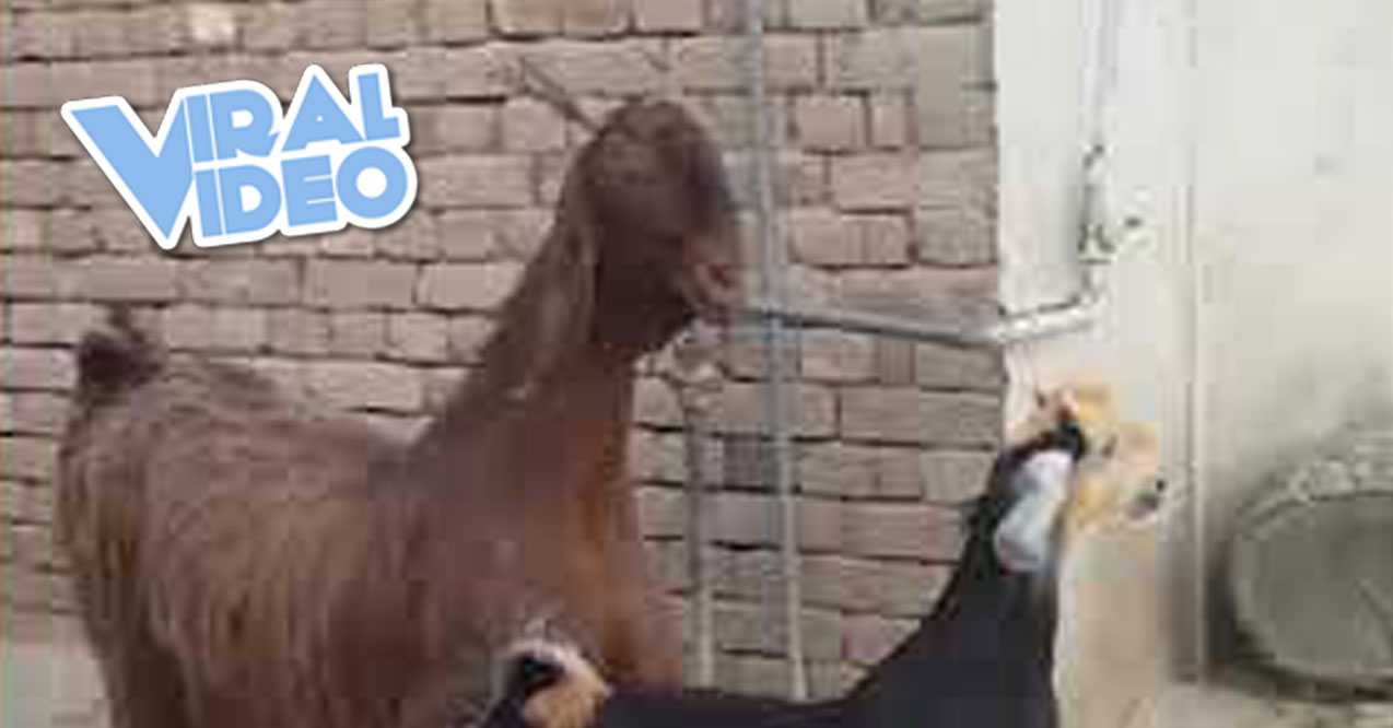 Viral Video: Coolest Animals On The Farm