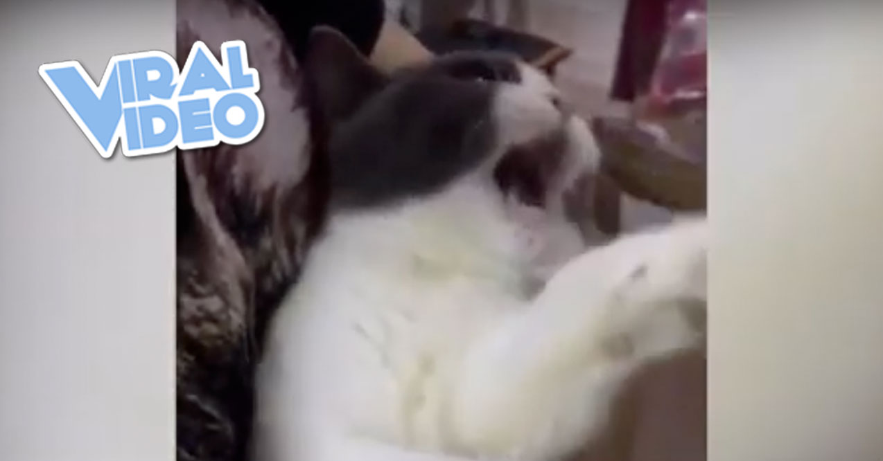 Viral Video: Cat Meows Like A Demon