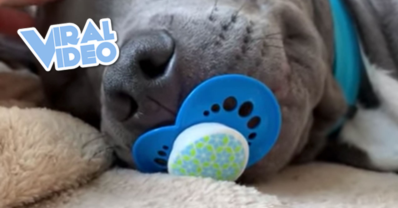 Viral Video: Puppy Holds Onto Pacifier