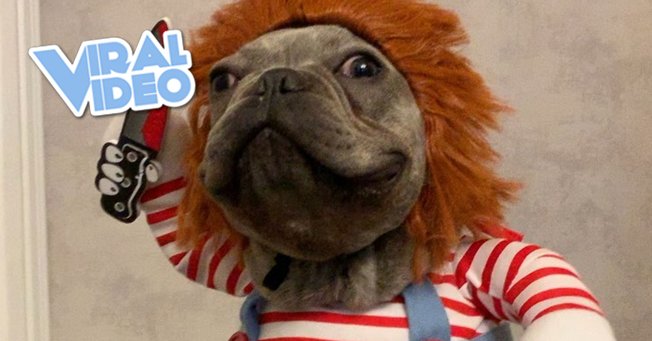 Viral Video: French Bulldog As Chucky