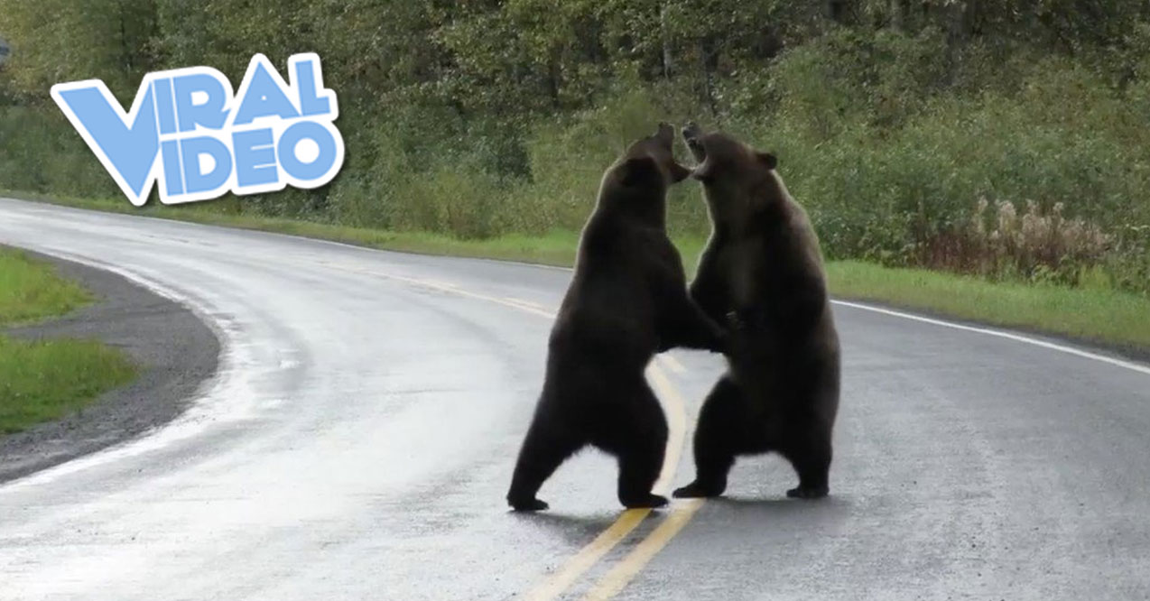 Viral Video: Grizzly Bears Fight