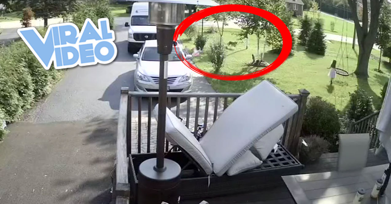 Viral Video: Girl Attacked By Coyote In Front Yard