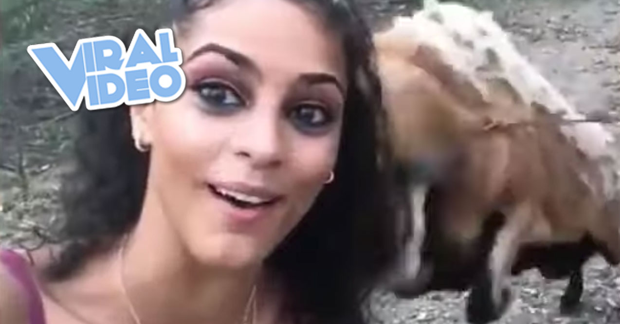 Viral Video: Goat Headbutts Girl Trying to Take Selfie