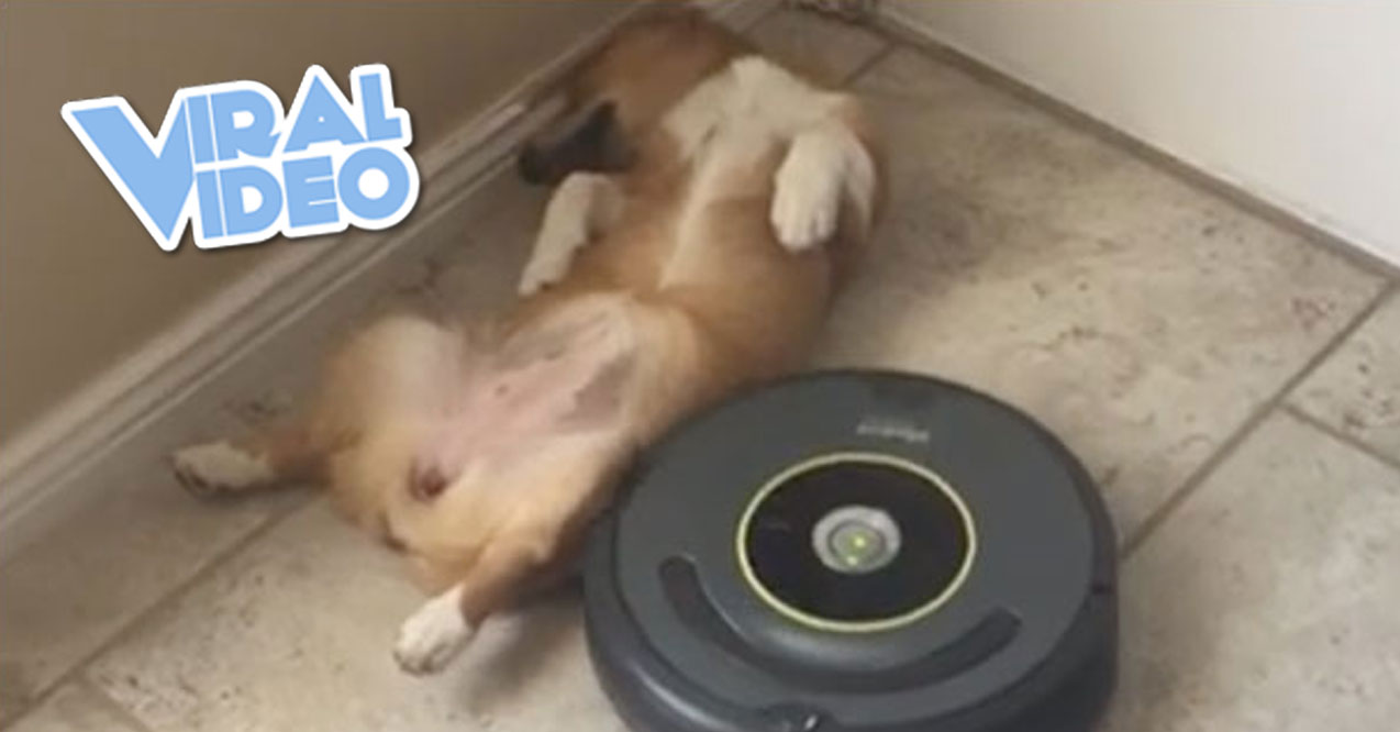 Viral Video: Puppy achieves impossible, manages to take full nap with vacuum running