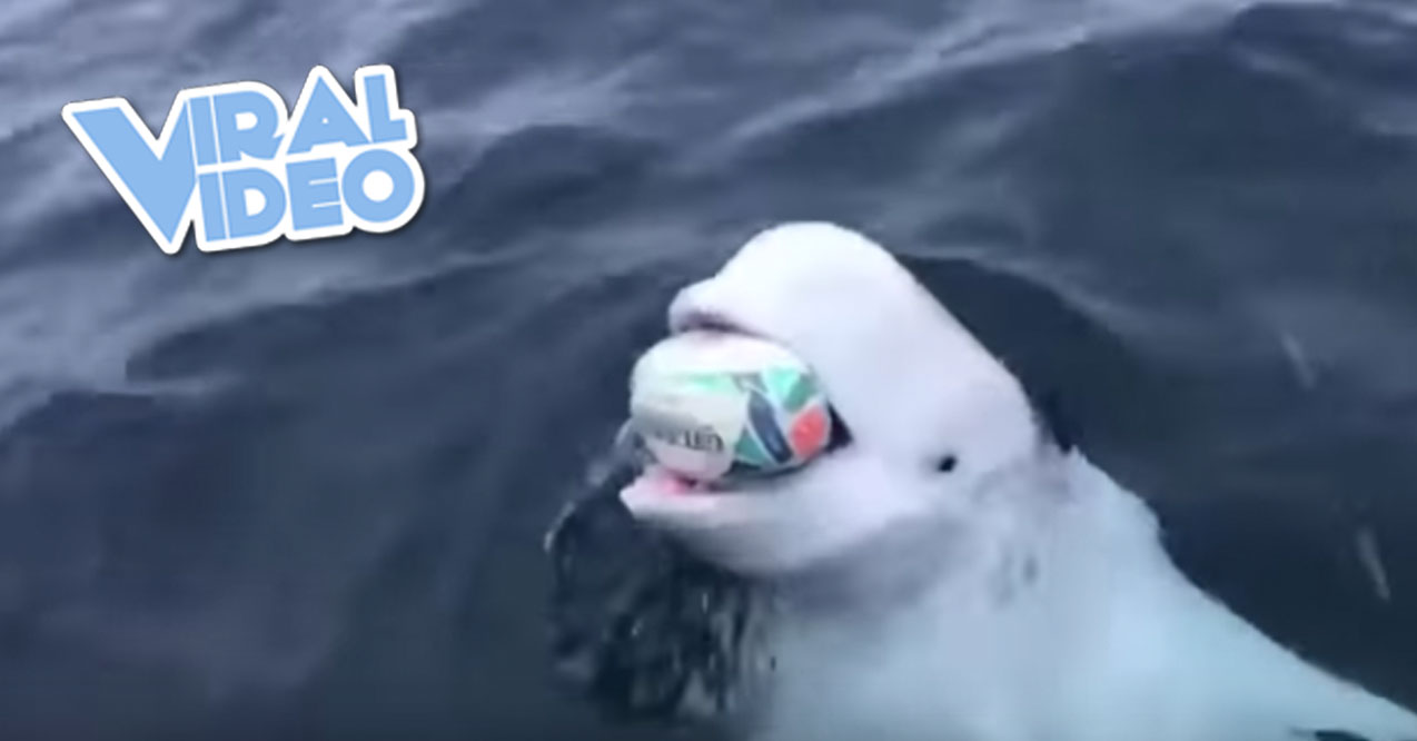 Viral Video: A Beluga Whale Near the South Pole Plays Fetch with People on a Boat